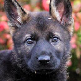 Pink Collar - Sable female German Shepherd puppy in Mansfield, Texas from Vom Anfang German Shepherds