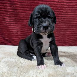 Chomper - Black male Great Dane puppy in Bay City, Michigan from Monarch Danes