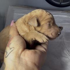 Male - Apricot male Poodle puppy in Jurupa Valley, California from gucci_bentleys_goldendoodles