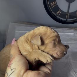 Male - Apricot male Poodle puppy in Jurupa Valley, California from gucci_bentleys_goldendoodles