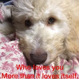 Goldendoodle Puppies from First Mountain Doodles