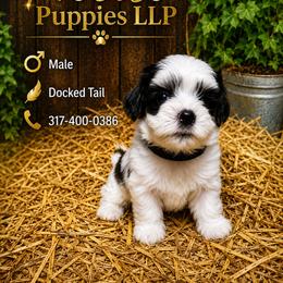 Black collar - White male Morkie puppy in Avon, Indiana from Precise Puppies LLP