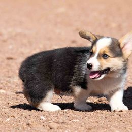Pembroke Welsh Corgi Puppies from Country Corgis