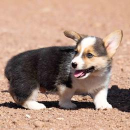 Pembroke Welsh Corgi Puppies from Country Corgis