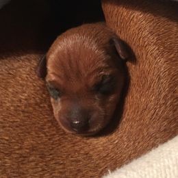 Miniature Pinscher Puppies from RisingStar Miniature Pinschers