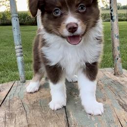 Toy Australian Shepherd Puppies from Kickapoo Creek Toy Aussies