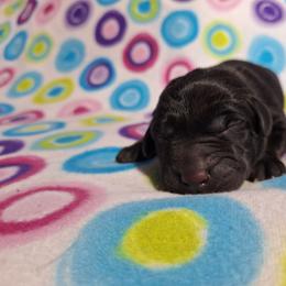 Dopey - Black male Labrador Retriever puppy in Bemidji, Minnesota from Northern Star Elite Quality Labrador Retrievers