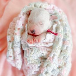 Luna Lovegood - White and black female Dalmatian puppy in Whitwell, Tennessee from Rock a Dalmatian “RockADal”