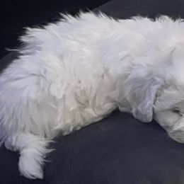 Bichon Frise Puppies from Heavenscent Bichons