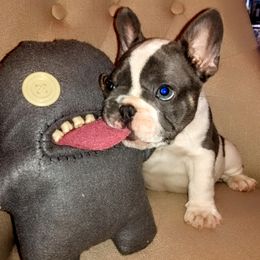 French Bulldog Puppies from littlepartnerpuppies.com