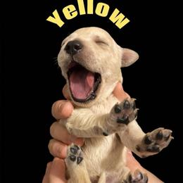 Yellow collar - Golden female Golden Retriever puppy in Peoria, Arizona from Westwing Retrievers