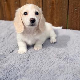 Clyde - 3800.00 - AKC - Cream male Dachshund puppy in Saginaw, Texas from Saginaw Dachshunds