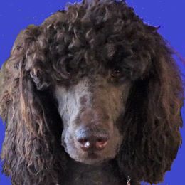Bella - Poodle