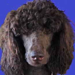 Bella - Poodle