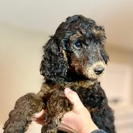 Otter - light blue collar - Phantom male Poodle puppy in Peyton, Colorado from Fuzzybottoms Ranch LLC
