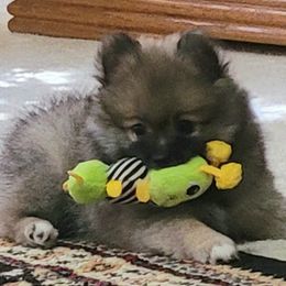 Pomeranian Puppies from Pawsome Poms