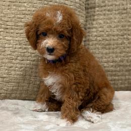 Sarabi - Red  female Poodle puppy in Belleville, New Jersey from TK Poodles