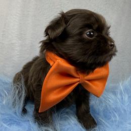 Heath - Chocolate male Shih Tzu puppy in Columbia, Kentucky from Lisa Bandy Luxe Shih Tzu
