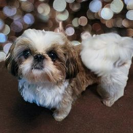 Melvin - Shih Tzu