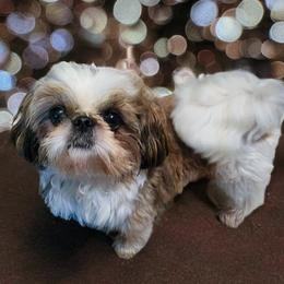Melvin - Shih Tzu