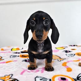 Black and tan female (smaller) - Black and tan female Dachshund puppy in Belle Rive, Illinois from Akin's Miniature Dachshunds, LLC