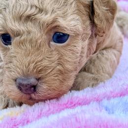 Poodle Puppies from Pet Guardian Smart Kennels, LLC