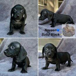 Naveen 2700 - Black male Dachshund puppy in Gatesville, Texas from Emily’s Doxie Domain