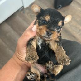 Female 3 - Black and tan female Yorkshire Terrier puppy in Kissimmee, Florida from Bebe AKC Puppies