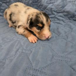 Yarrow - Blue merle female Australian Shepherd puppy in Abilene, Texas from S&K Aussies N' Rotties
