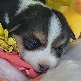 Mango bandana girl - Black and tan female Pembroke Welsh Corgi puppy in Cherokee, Oklahoma from MCS Farms-OK