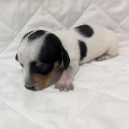4 black and tan piebald - Black and tan male Dachshund puppy in Central Point, Oregon from MRS Long Dog Ranch