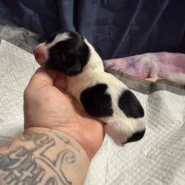 Fudge Brownie - White and black female Xoloitzcuintli puppy in Manitowoc, Wisconsin from Wonderland Kennel