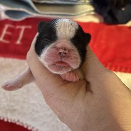 Cash - Black and white male Shih Tzu puppy in Sharon, Pennsylvania from Keystone Danes and Shih tzus