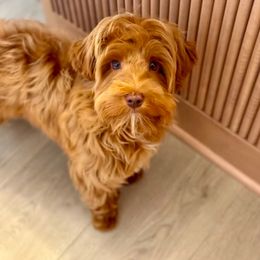 Cash - Australian Labradoodle