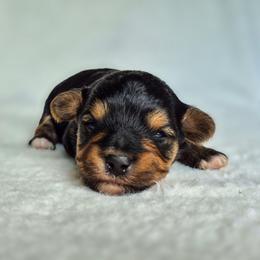 Benji - Black and tan male Yorkshire Terrier puppy in Blacksburg, South Carolina from Hess Pooches LLC