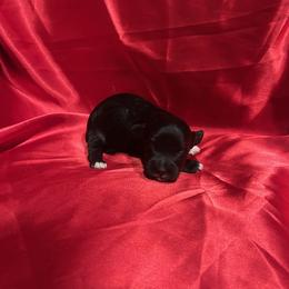 Boy 1 - Black and white male Havanese puppy in Running Springs, California from Shadycove K9