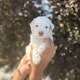 Buzz - Cream male Goldendoodle puppy in Salt Lake City, Utah from Sweet T Doodles