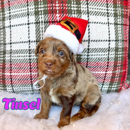Tinsel - Chocolate merle female Bernedoodle puppy in Banner Elk, North Carolina from Walnut Tree Bernedoodles