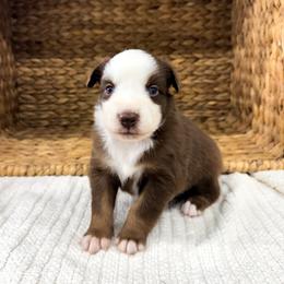 Shelly - Red tri-color female Australian Shepherd puppy in Unionville, Iowa from Soap Creek Kennels
