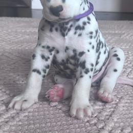 Purple - White and black male Dalmatian puppy in Scarsdale, New York from Jewels and Spots Dalmatians