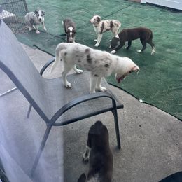 Border Collie Puppies from A&S Pet Services
