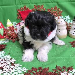 Blk spotted boy - Black and white male Havanese puppy in Vinita, Oklahoma from Locust Creek Shih Tzu & Havanese