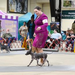 American Hairless Terrier All Grown Up from New Hope Kennel