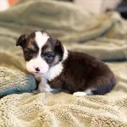 Stormy - Black and tan female Pembroke Welsh Corgi puppy in Chubbuck, Idaho from Sunny J Corgis and Mini Americans