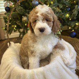 Indy - Yellow and white male Bernedoodle puppy in Sparrows Point, Maryland from Rosie’s Puppies