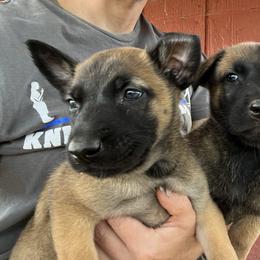 Sable - Yellow female Dutch Shepherd puppy in Sierra Vista, Arizona from KnightWatch K-9