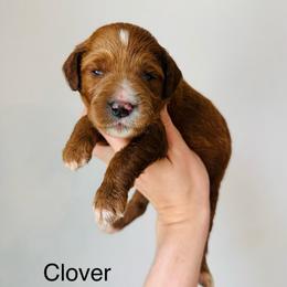 Clover - Red  female Goldendoodle puppy in Auburn, Indiana from Martin’s Doodles