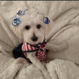 Penny - Maltipoo