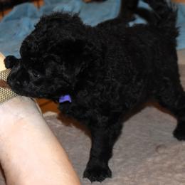 Biscotti - Black male Mudi puppy in Benson, Arizona from Twisted Acres Border Collies and Mudi