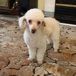 Elton - Poodle